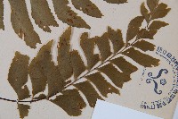 單邊鐵角蕨藏品圖，第3張