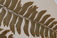 單邊鐵角蕨藏品圖，第4張