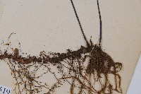 單邊鐵角蕨藏品圖，第5張