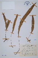 單葉雙蓋蕨藏品圖，第1張