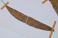 單葉雙蓋蕨藏品圖，第3張