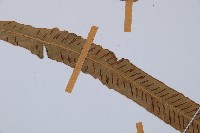 單葉雙蓋蕨藏品圖，第4張