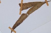 單葉雙蓋蕨藏品圖，第5張