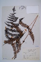 對生蹄蓋蕨藏品圖，第1張