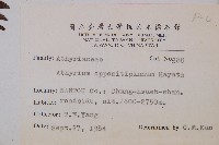 對生蹄蓋蕨藏品圖，第2張