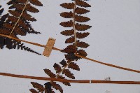 對生蹄蓋蕨藏品圖，第5張