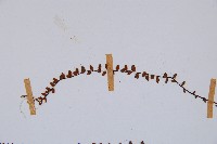 鐵角蕨藏品圖，第4張