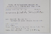 全緣卷柏藏品圖，第2張