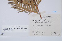 臺灣狗脊蕨藏品圖，第2張