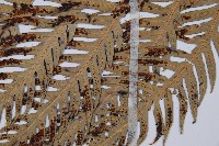 臺灣狗脊蕨藏品圖，第4張