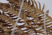 臺灣狗脊蕨藏品圖，第6張