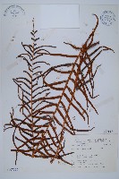 蘇鐵蕨藏品圖，第1張