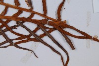 蘇鐵蕨藏品圖，第6張