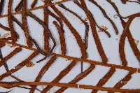 蘇鐵蕨藏品圖，第7張