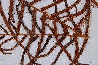 蘇鐵蕨藏品圖，第8張