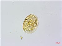 蘇鐵蕨藏品圖，第2張