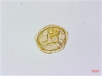 蘇鐵蕨藏品圖，第3張