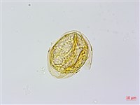 蘇鐵蕨藏品圖，第4張