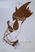 燕尾蕨藏品圖，第1張