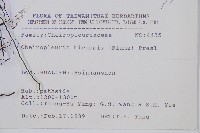 燕尾蕨藏品圖，第2張