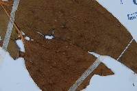 燕尾蕨藏品圖，第3張