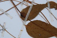 燕尾蕨藏品圖，第5張