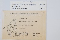 圓葉陵齒蕨藏品圖，第2張