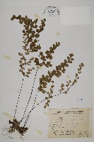 鐵線蕨藏品圖，第1張