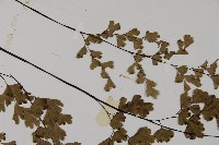 鐵線蕨藏品圖，第5張