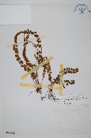 圓葉陵齒蕨藏品圖，第1張