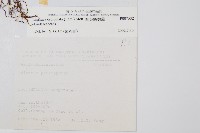 圓葉陵齒蕨藏品圖，第2張