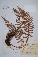 黑鱗耳蕨藏品圖，第1張