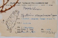 黑鱗耳蕨藏品圖，第2張