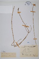 木賊藏品圖，第1張