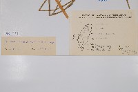 木賊藏品圖，第2張