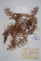 芒萁藏品圖，第1張