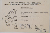 芒萁藏品圖，第2張