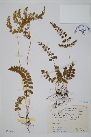 闊片陵齒蕨藏品圖，第1張