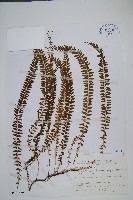 攀緣鱗始蕨藏品圖，第1張