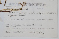 攀緣鱗始蕨藏品圖，第2張