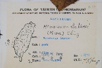 大星蕨藏品圖，第2張