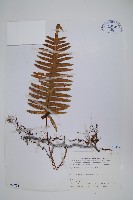 臺灣水龍骨藏品圖，第1張