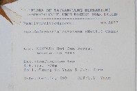 崖薑蕨藏品圖，第2張