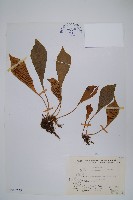 車前蕨藏品圖，第1張