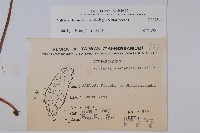 書帶蕨藏品圖，第2張