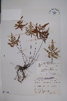 長柄粉背蕨藏品圖，第1張