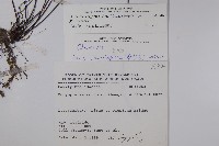 長柄粉背蕨藏品圖，第2張