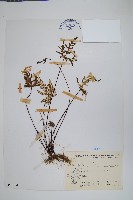 長柄粉背蕨藏品圖，第1張