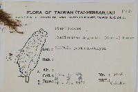 長柄粉背蕨藏品圖，第2張