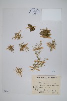 膜葉卷柏藏品圖，第1張